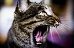 AAAAAAGGH! Balentine's Jay!