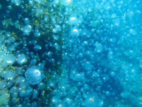 Drifters-in-the-sea: salps bloom off the coast of New Zealand. Credit: Seacology